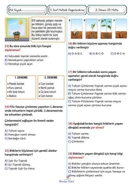  3.Sınıf Bitkilerin Yaşam Döngüsü